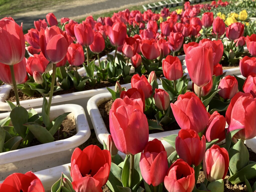 現在の画像に代替テキストがありません。ファイル名: 20260325_-9-scaled.jpg