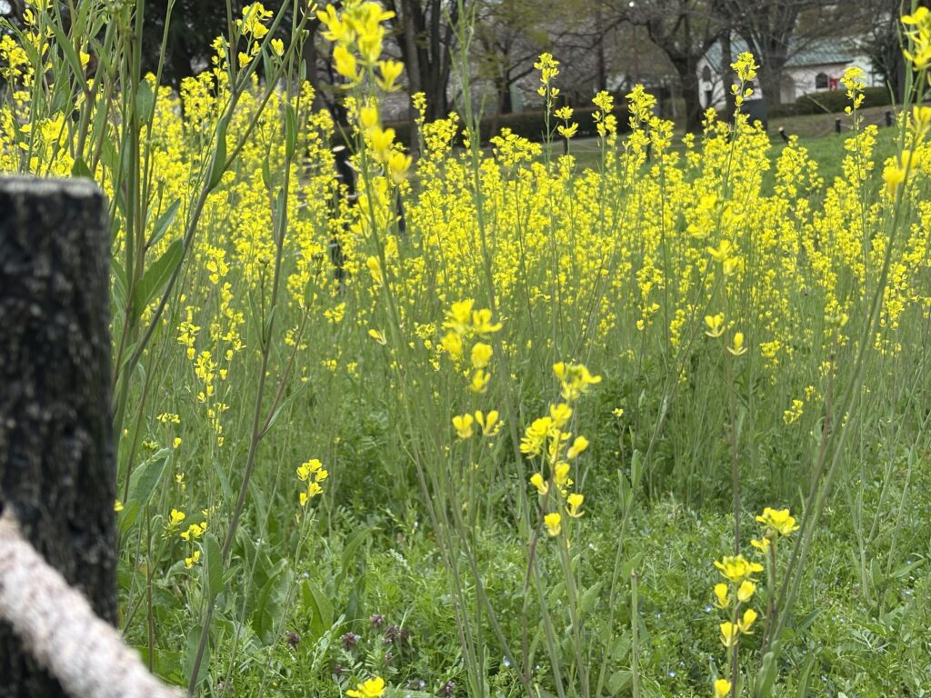 現在の画像に代替テキストがありません。ファイル名: IMG_3378-scaled.jpg