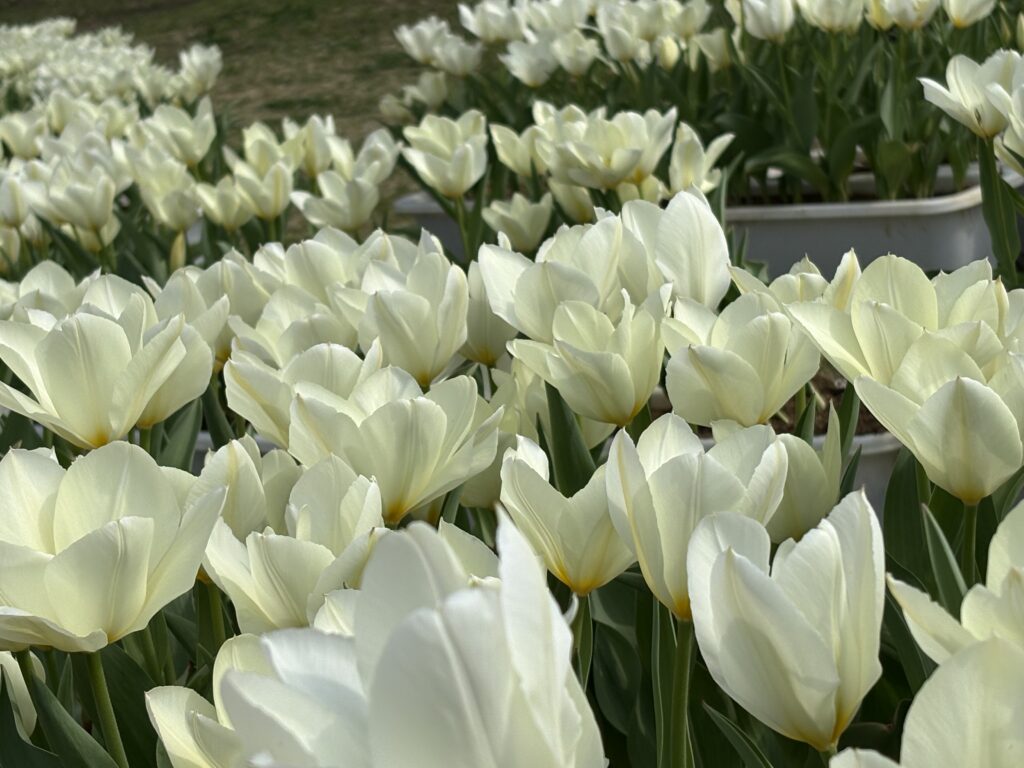 現在の画像に代替テキストがありません。ファイル名: IMG_3413-scaled.jpg