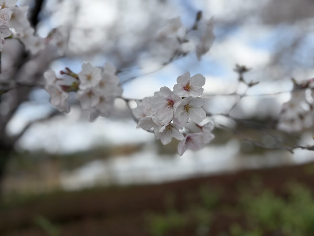 現在の画像に代替テキストがありません。ファイル名: IMG_E3396-scaled.jpg